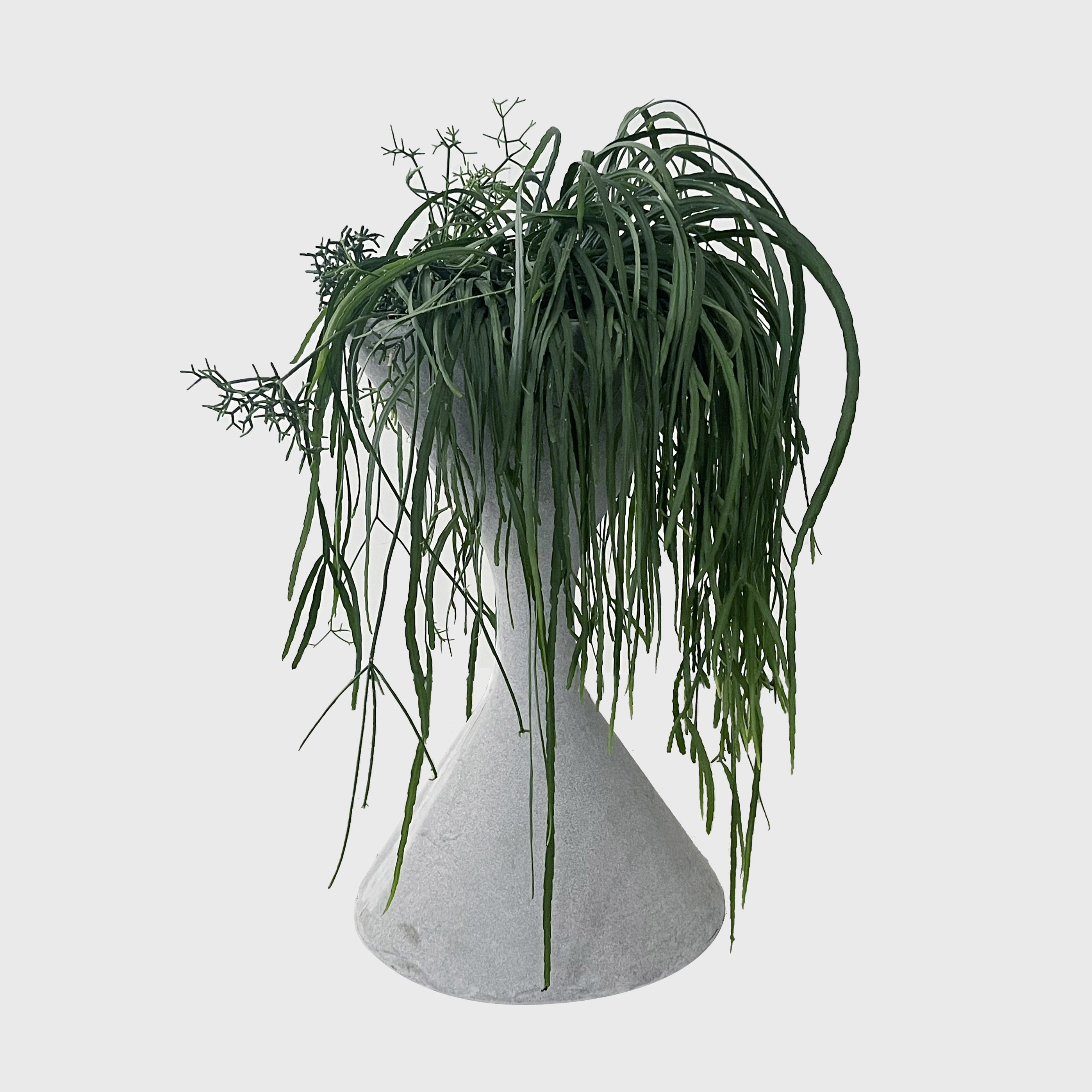 planter with lepismium