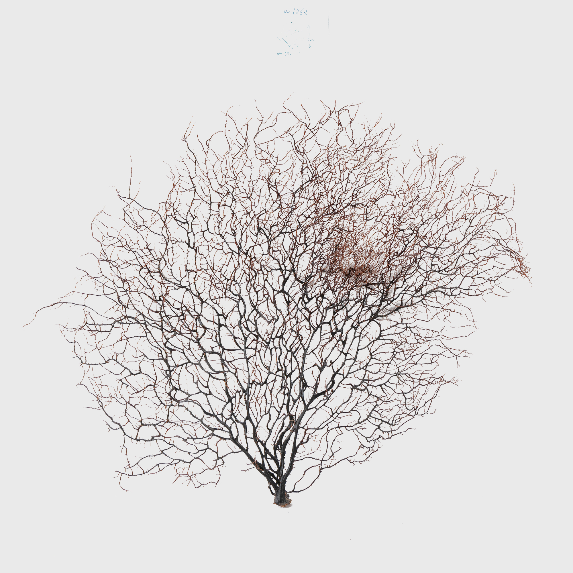 sea fan object