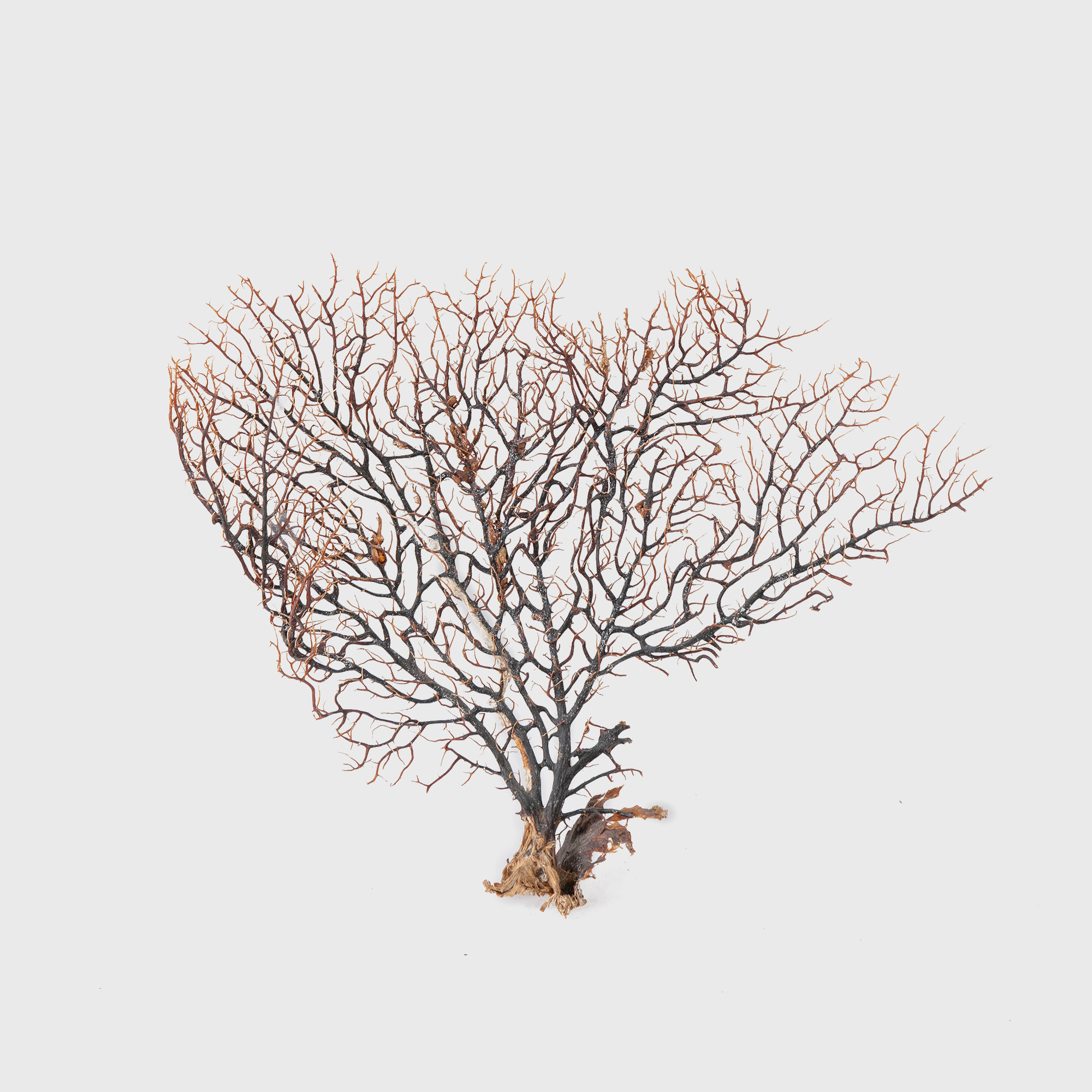 sea fan object