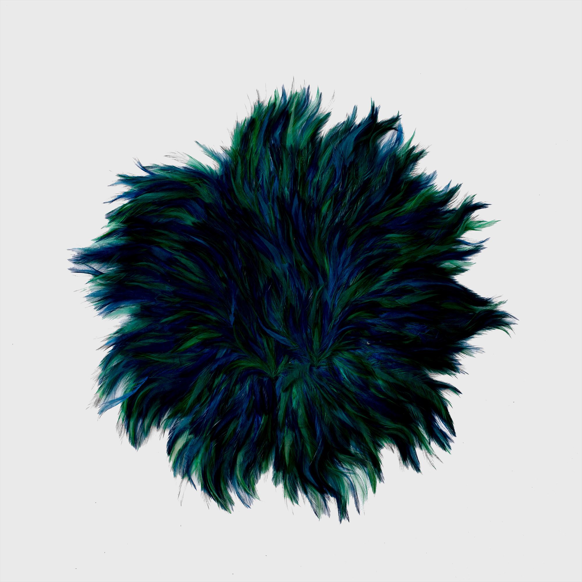 peacock feathers objet