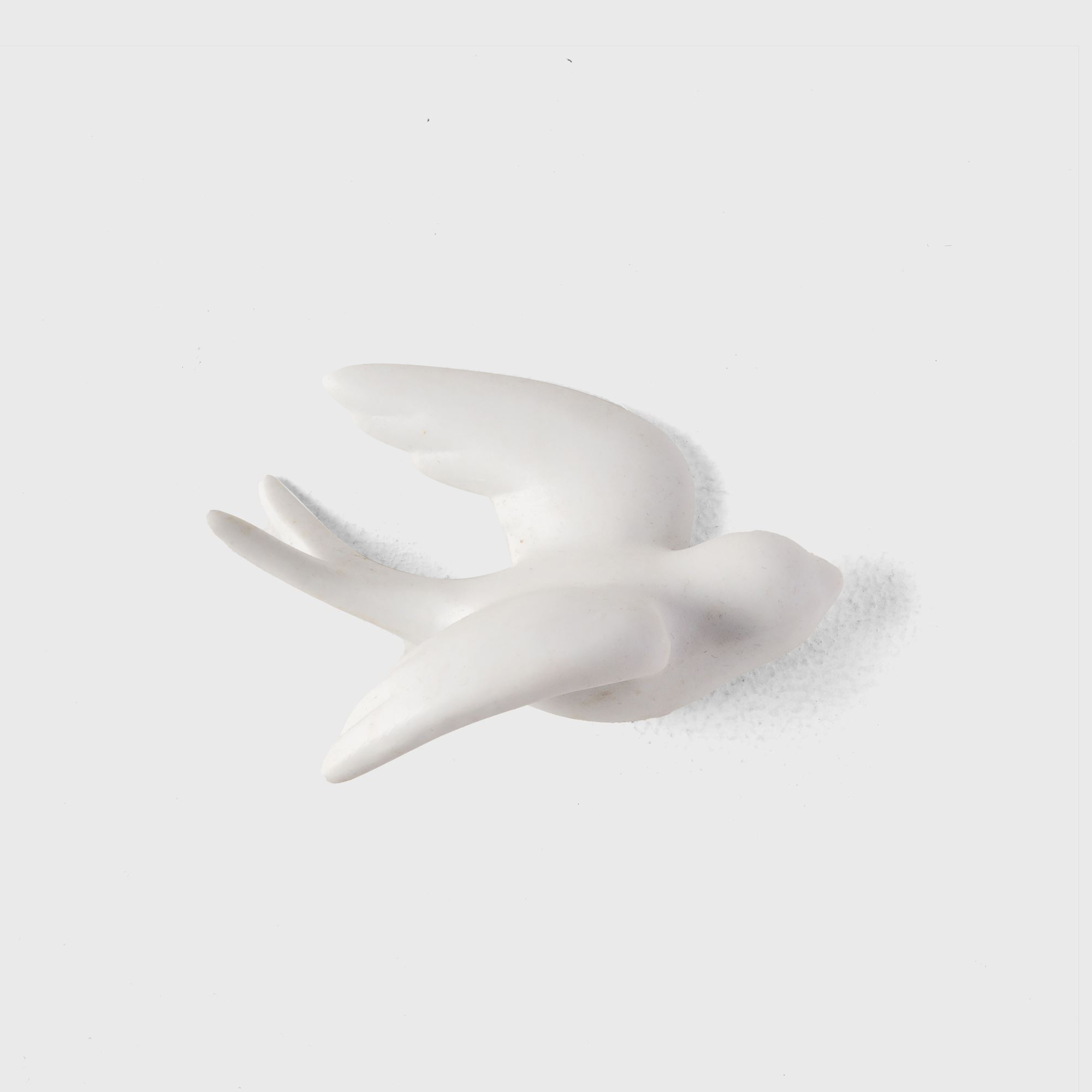 wall white small bird  A