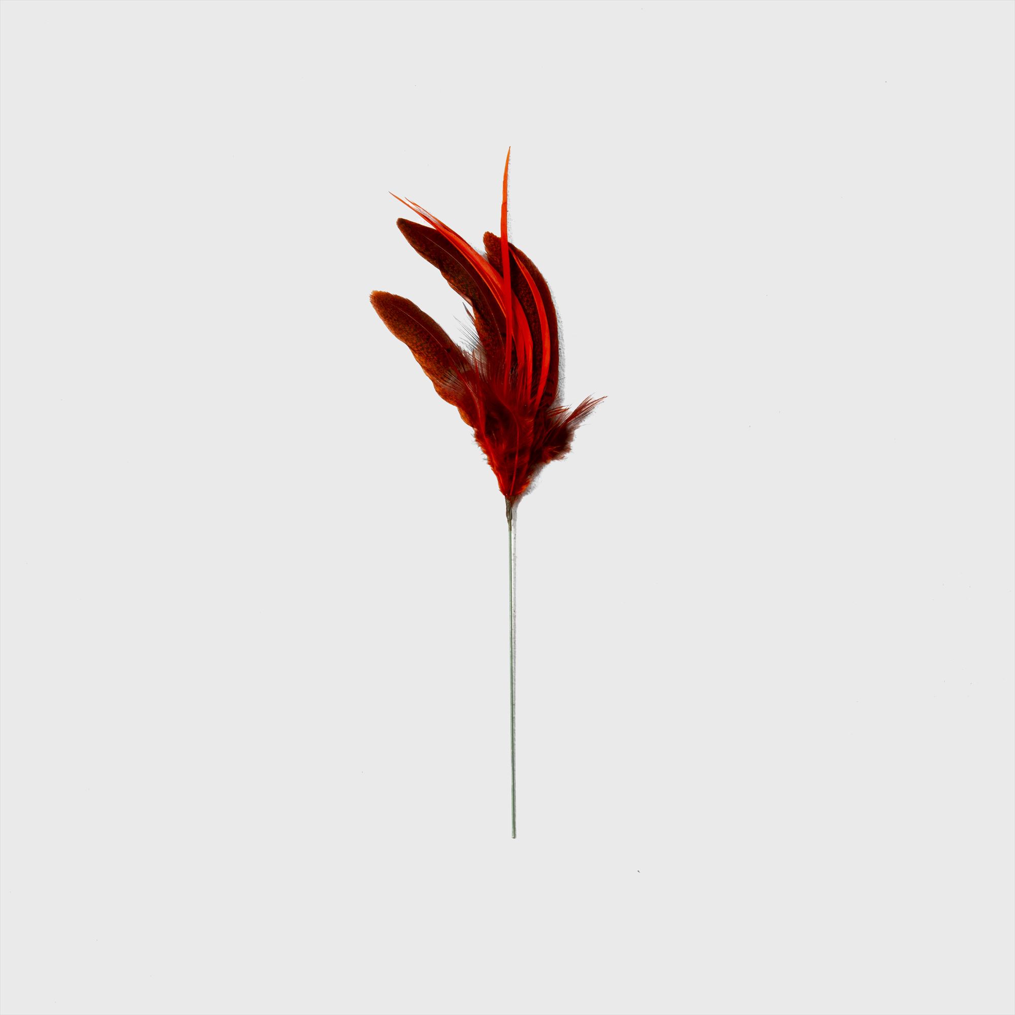 feather / red